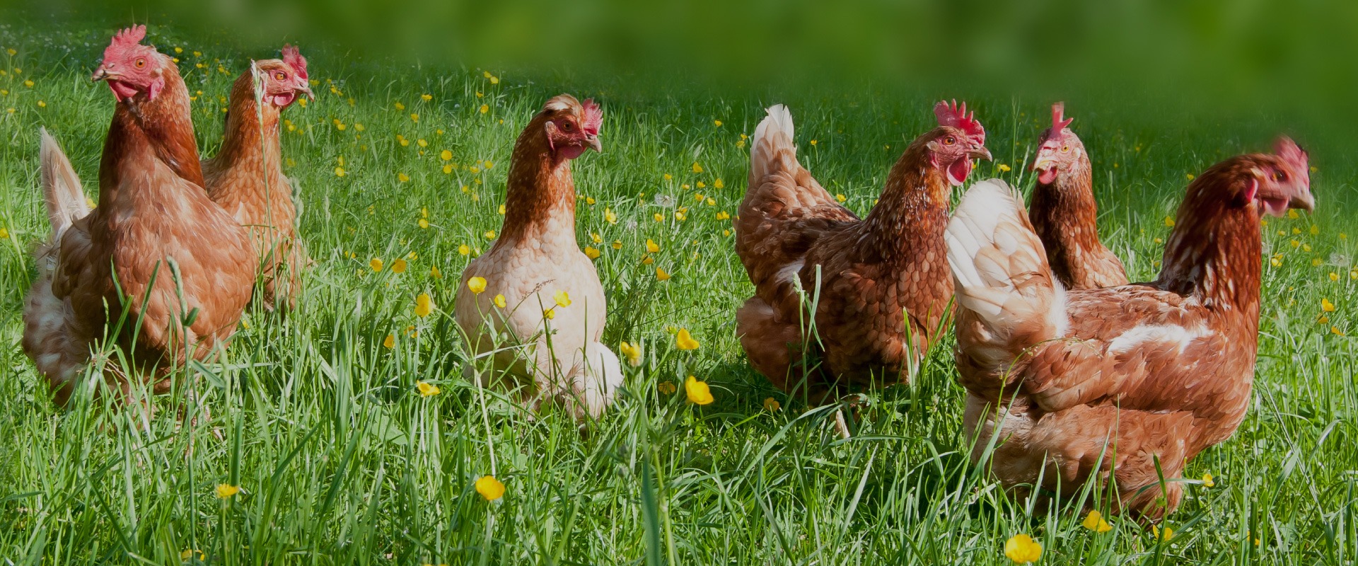 Happy hens at Go Lucky partner farm